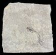 Permian Branchiosaur (Amphibian) Fossil - Germany #62919-1